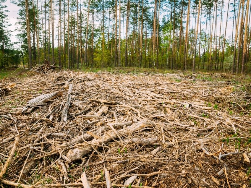 Estudo de Impacto Ambiental (EIA) e Relatório de Impacto Ambiental (RIMA)