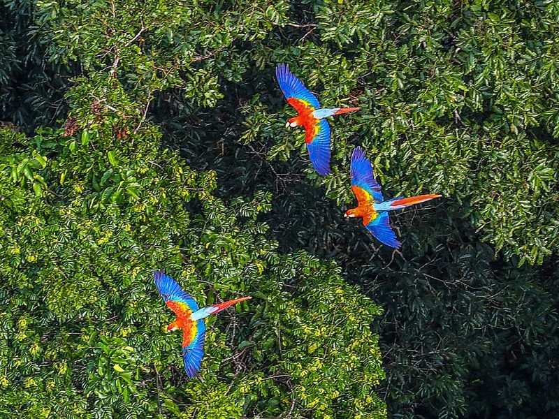 Monitoramento Ambiental da Fauna