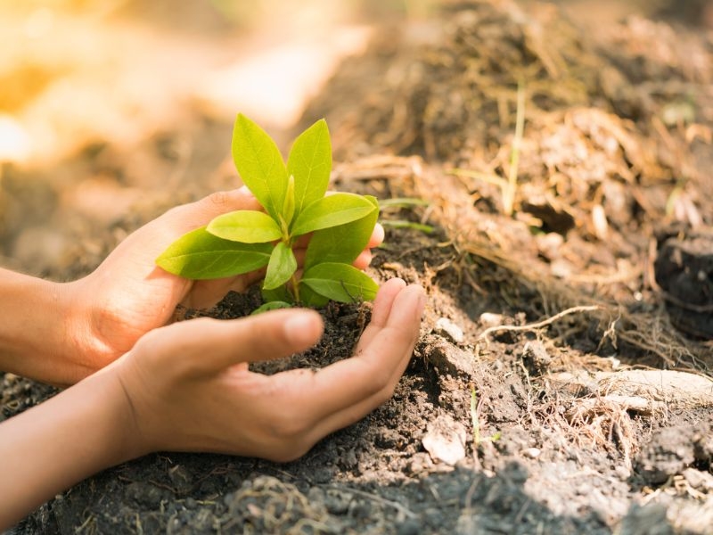 Elaboração e Execução de Programas de Educação Ambiental (PEA)