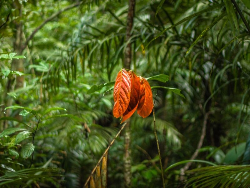 Monitoramento Ambiental da Flora