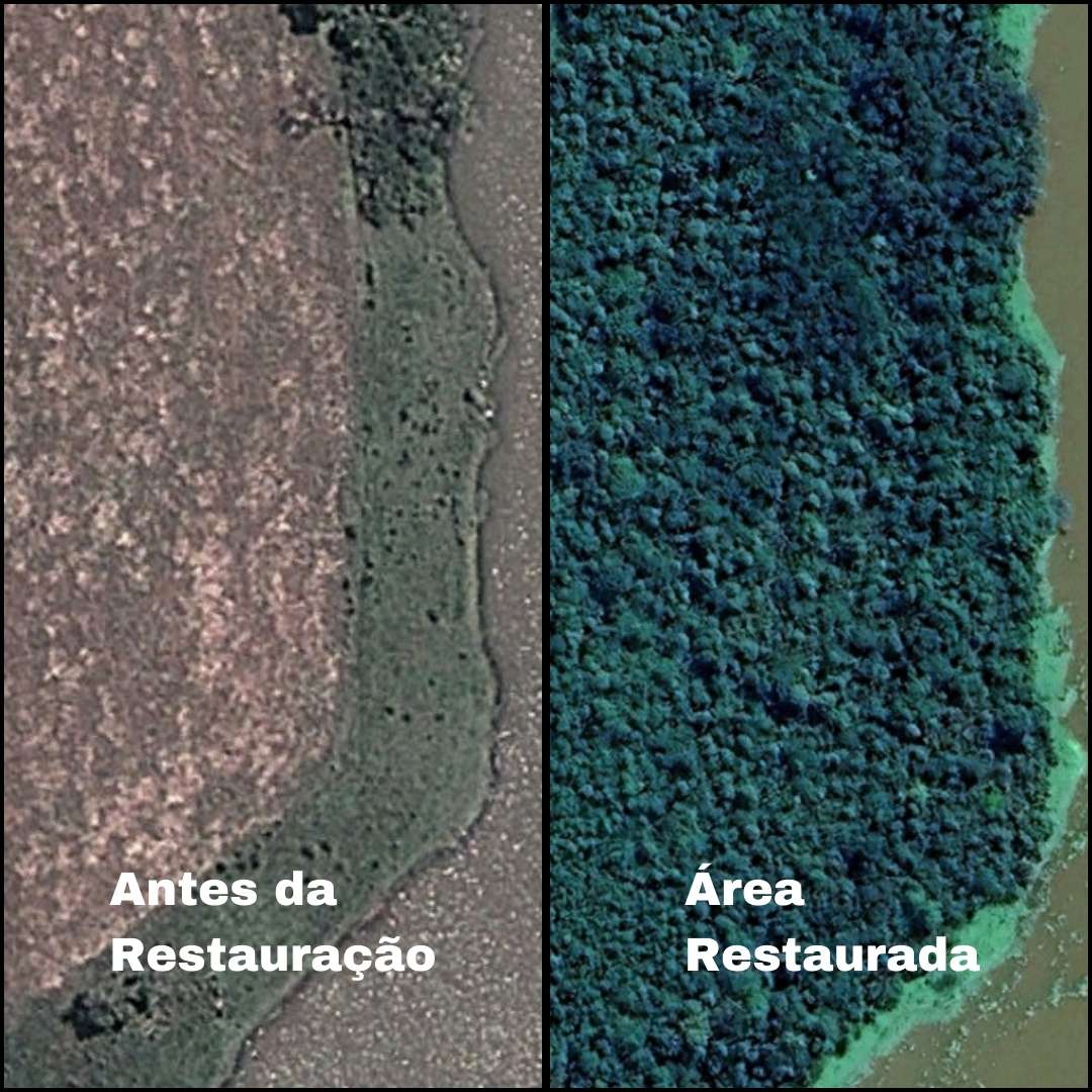 Nucleação: ABG Implanta Técnica de Restauração Florestal e Resultado é Um Sucesso